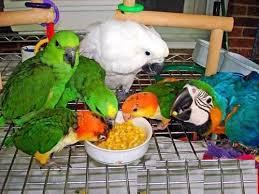 parrots and fertile eggs 