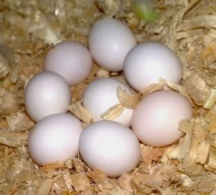Fertile Parrot Eggs and Parrot Babies for sale