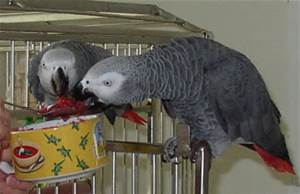 Talking African Grey Parrots 